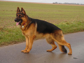 Фото Верные собаки