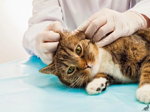 Как начать разводить кошек