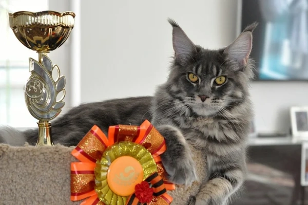 Как подготовить кошку к выставке: необходимые условия, а также нюансы проведения мероприятий