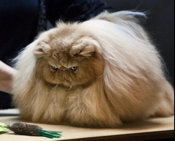 Как подготовить кошку к выставке. Перечень требований.