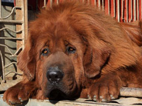 Фото Он был верен, но нелюбим