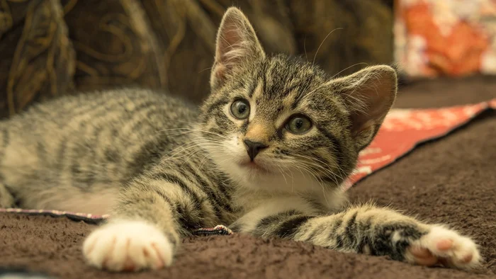 Как кормить котенка?