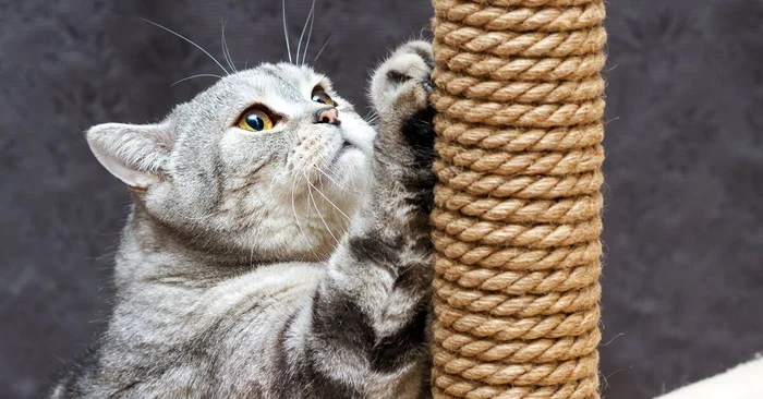 Как приучить кошку к когтеточке