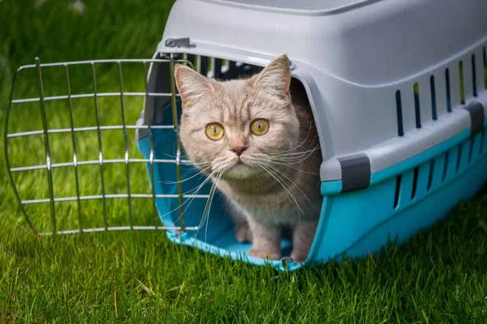 Как выбрать переноску для кошки