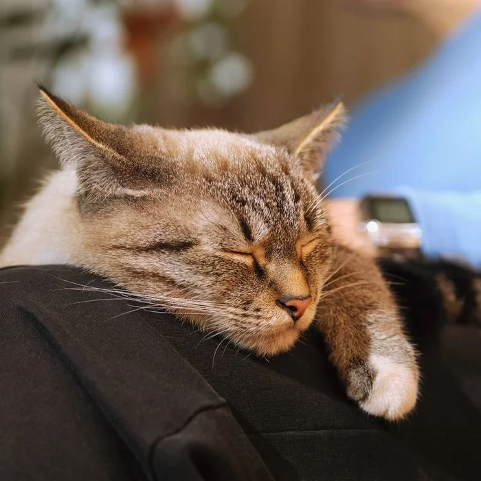 Почему нельзя скидывать кошку с коленей?