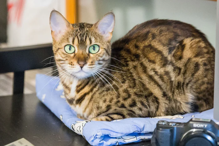 С кошкой по жизни