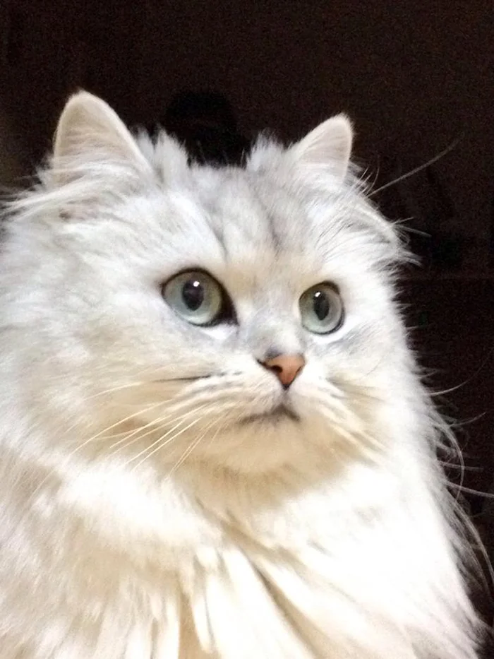 С кошкой по жизни