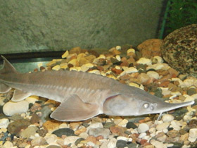 Фото Сибирский осётр