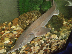 Фото Сибирский осётр