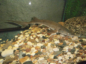 Фото Сибирский осётр