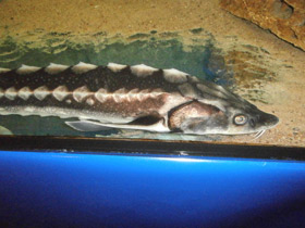 Смотреть фото Русский осётр Фото Русский осётр