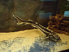 Фото Драгоценные рыбы семейства осетровых