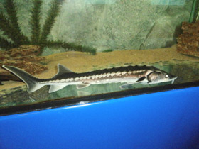 Смотреть фото Русский осётр Фото Русский осётр