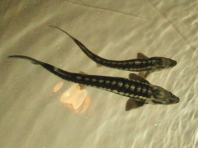 Смотреть фото Русский осётр Фото Русский осётр