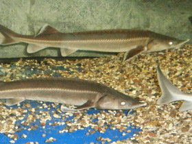 Смотреть фото Стерлядь Фото Стерлядь