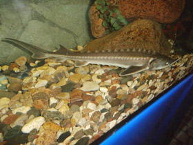 Смотреть фото Амурский осётр Фото Амурский осётр