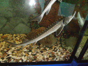 Смотреть фото Амурский осётр Фото Амурский осётр