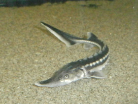 Смотреть фото Севрюга Фото Севрюга