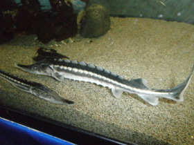 Смотреть фото Севрюга Фото Севрюга