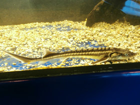 Смотреть фото Европейский осётр Фото Европейский осётр