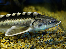 Смотреть фото Европейский осётр Фото Европейский осётр
