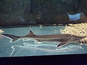 Фото Бестер