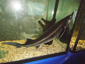 Фото Бестер