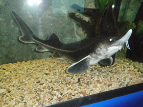 Фото Бестер