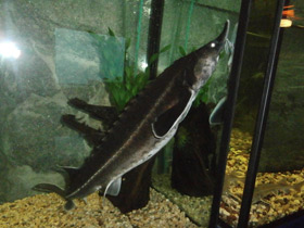 Фото Бестер