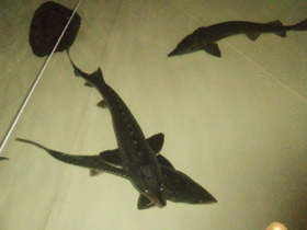 Фото Калуга