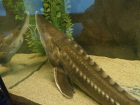 Фото Калуга