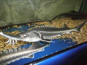 Фото Белуга