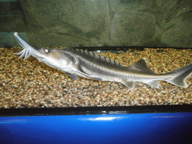 Фото Белуга