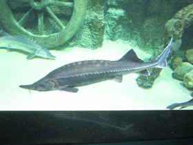 Фото Белуга