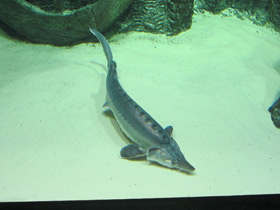 Фото Белуга