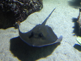 Смотреть фото Синепятнистый хвостокол Кюля Фото Синепятнистый хвостокол Кюля