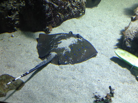 Смотреть фото Синепятнистый хвостокол Кюля Фото Синепятнистый хвостокол Кюля