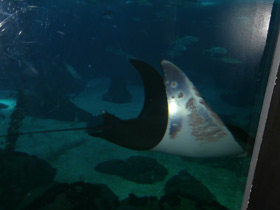 Смотреть фото Европейская мобула Фото Европейская мобула