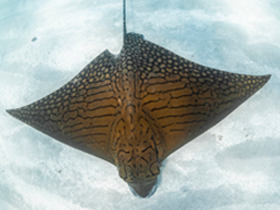 Фото Aetomylaeus vespertilio