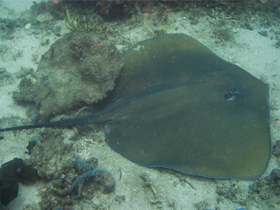 Фото Pateobatis jenkinsii