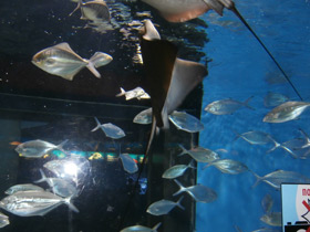 Смотреть фото Обыкновенный орляк Фото Обыкновенный орляк