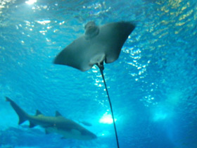 Смотреть фото Обыкновенный орляк Фото Обыкновенный орляк