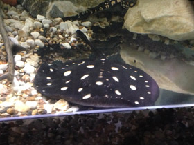 Смотреть фото Скат Леопольди Фото Скат Леопольди