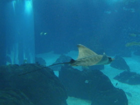 Смотреть фото Бычий орляк Фото Бычий орляк