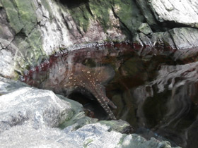 Смотреть фото Морская лисица Фото Морская лисица