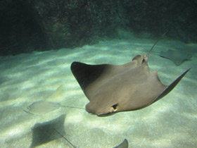 Фото Восточноамериканский бычерыл