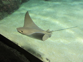 Фото Восточноамериканский бычерыл