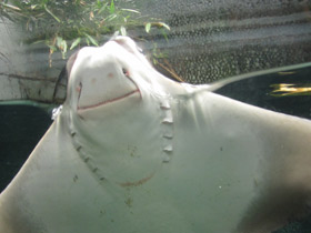 Фото Восточноамериканский бычерыл