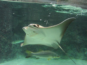 Фото Восточноамериканский бычерыл