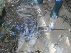 Смотреть фото Синепятнистый рифовый хвостокол Фото Синепятнистый рифовый хвостокол